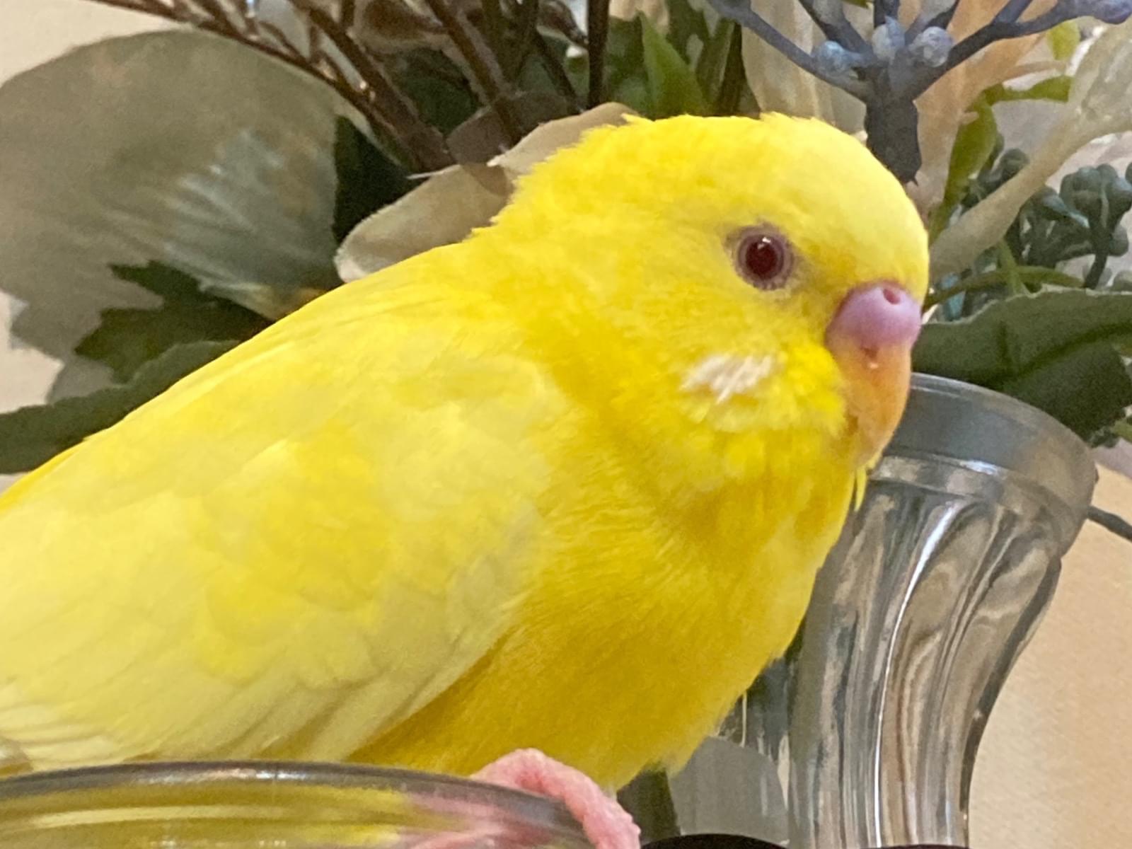 ピノちゃん ピノちゃん