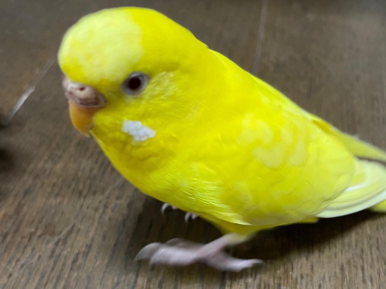きーちゃん きーちゃん