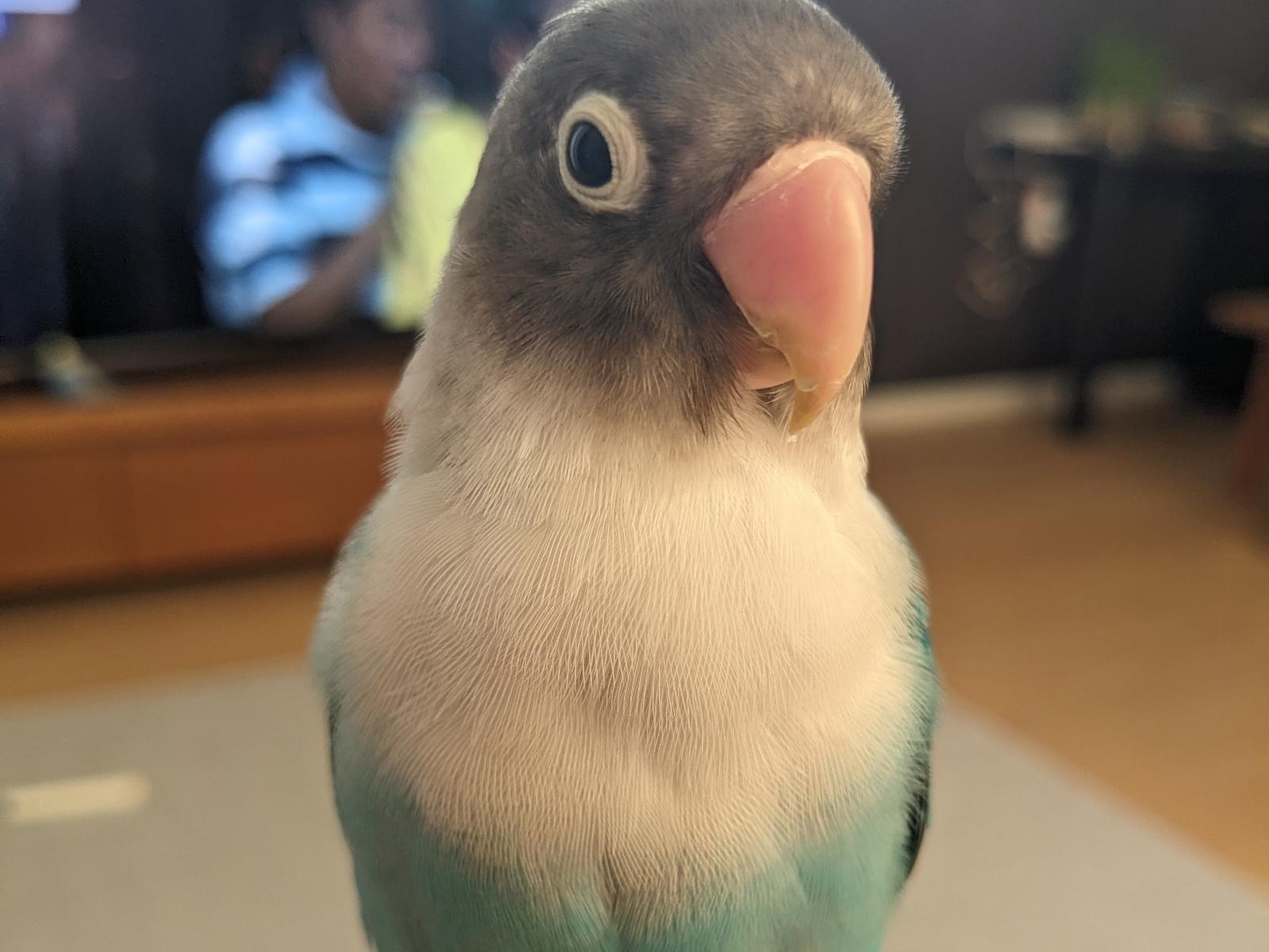 ポポちゃん ポポちゃん