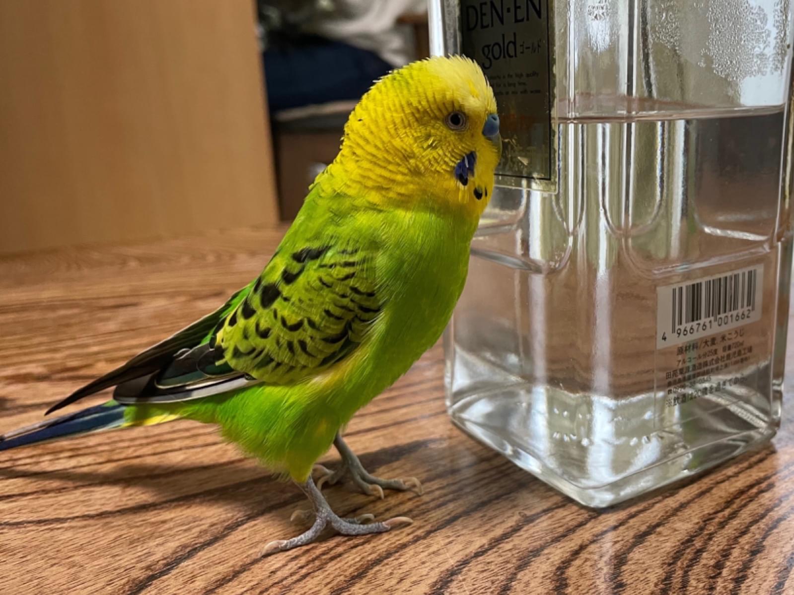 ぴーちゃん ぴーちゃん