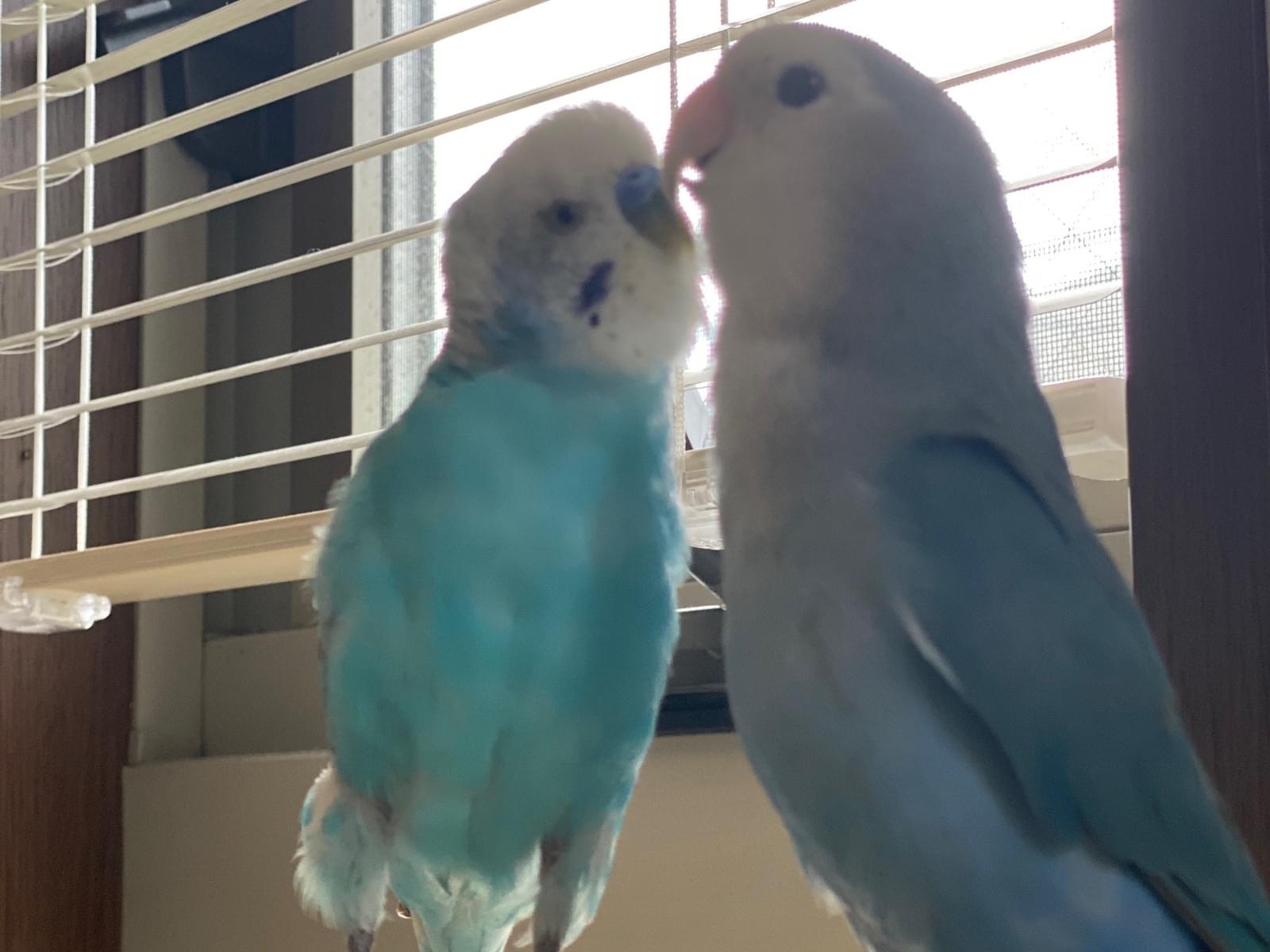 コザクラインコ ブルーちゃん コザクラインコ ブルーちゃん
