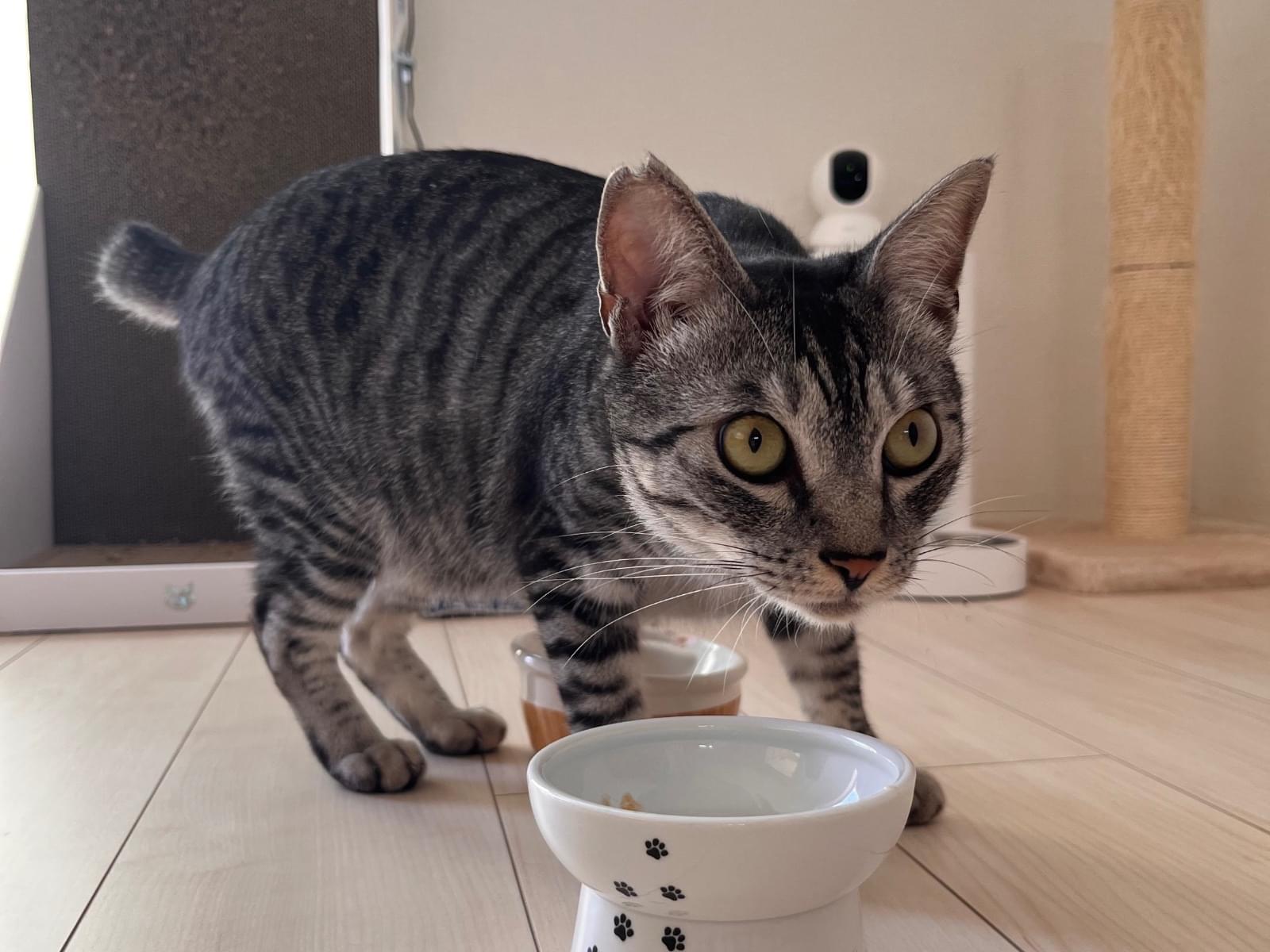 こてつちゃん こてつちゃん