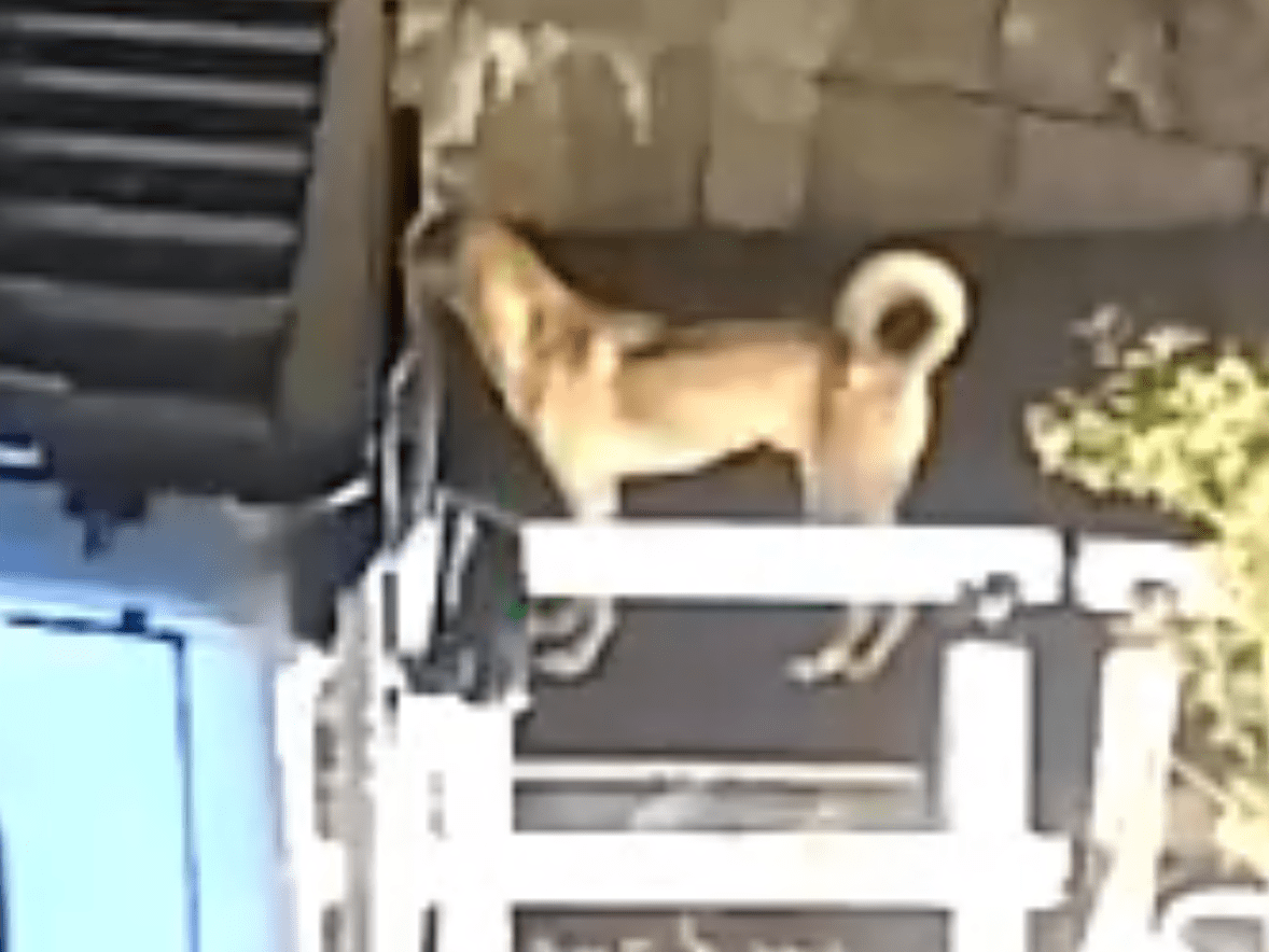 目撃された犬 目撃された犬