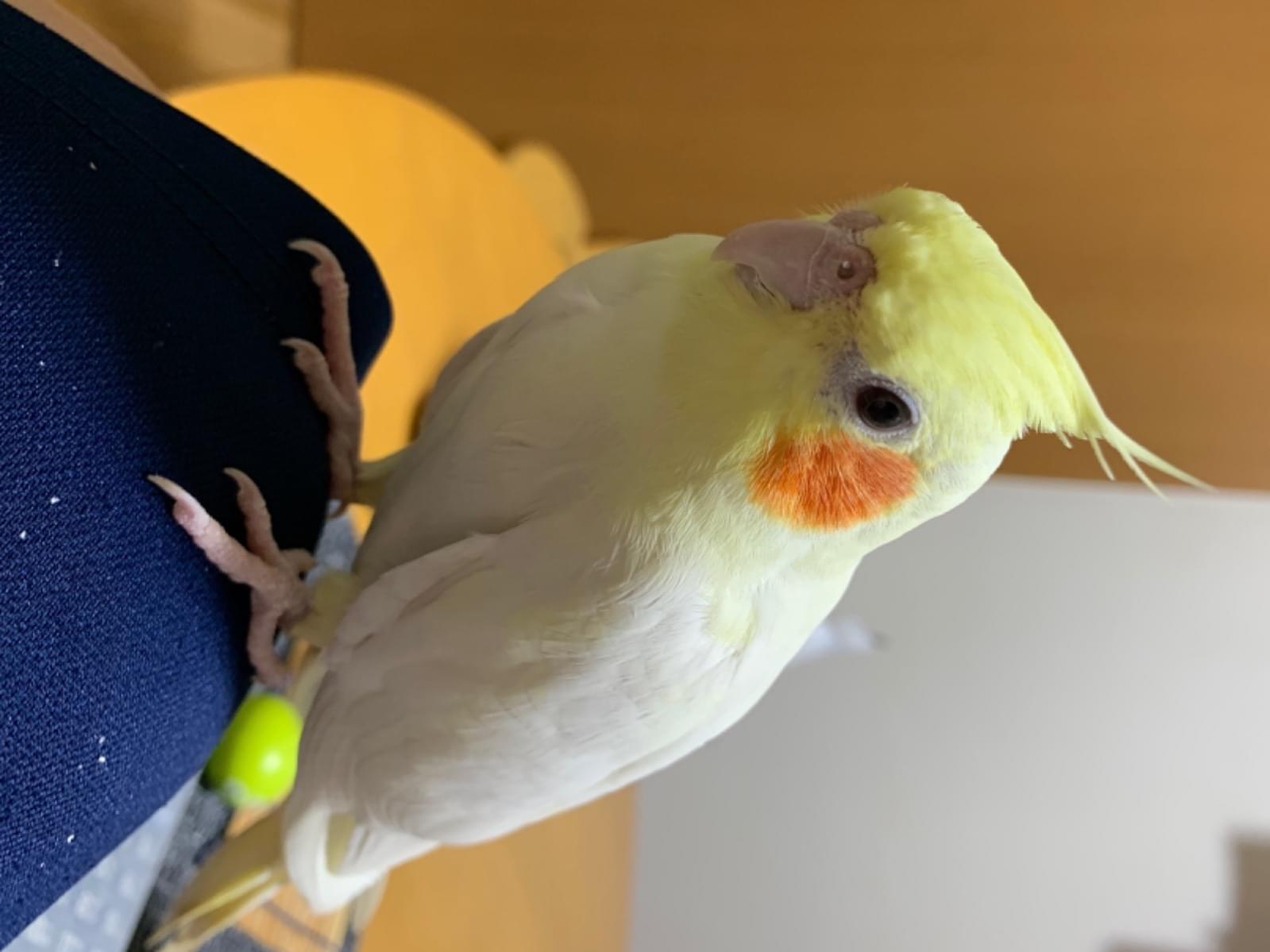 まるちゃん まるちゃん