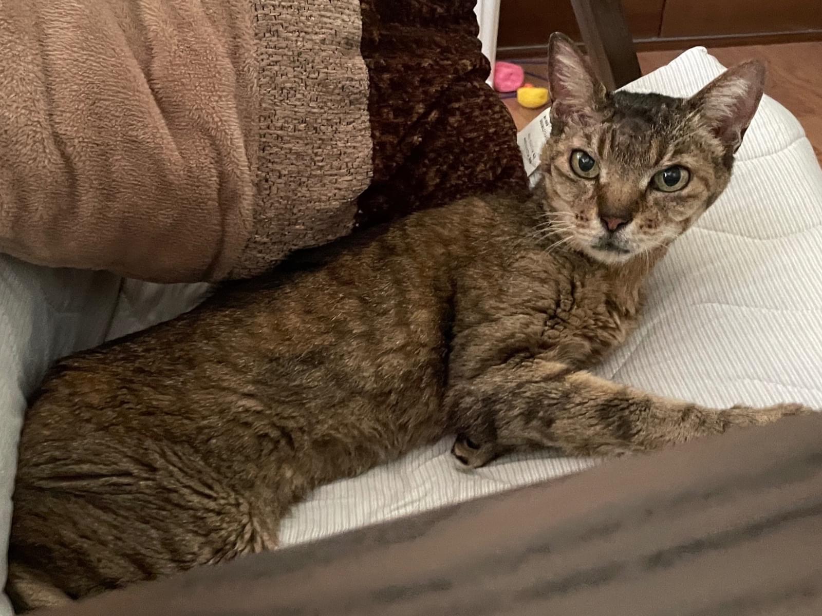保護された猫 保護された猫
