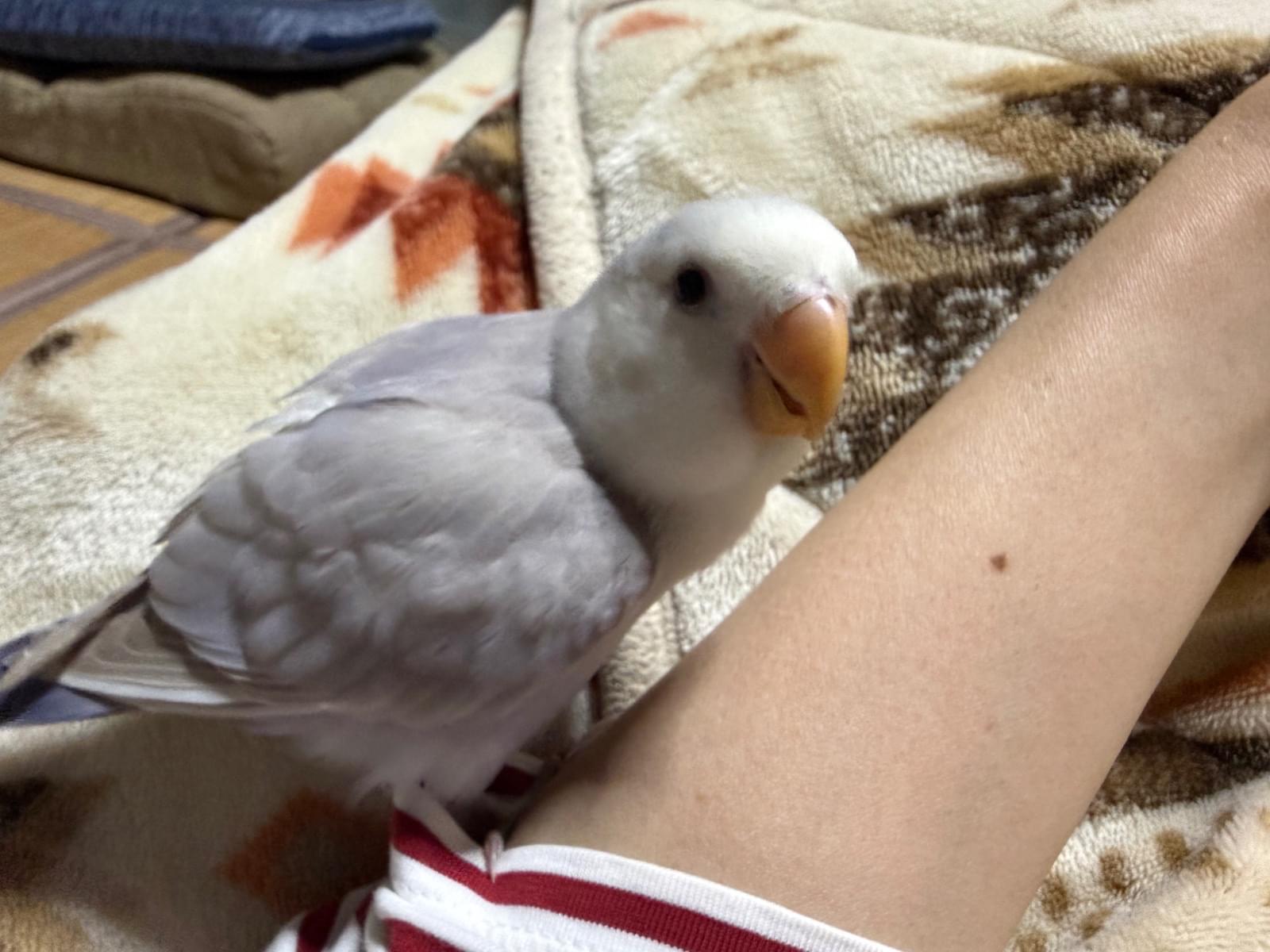 しーちゃん しーちゃん
