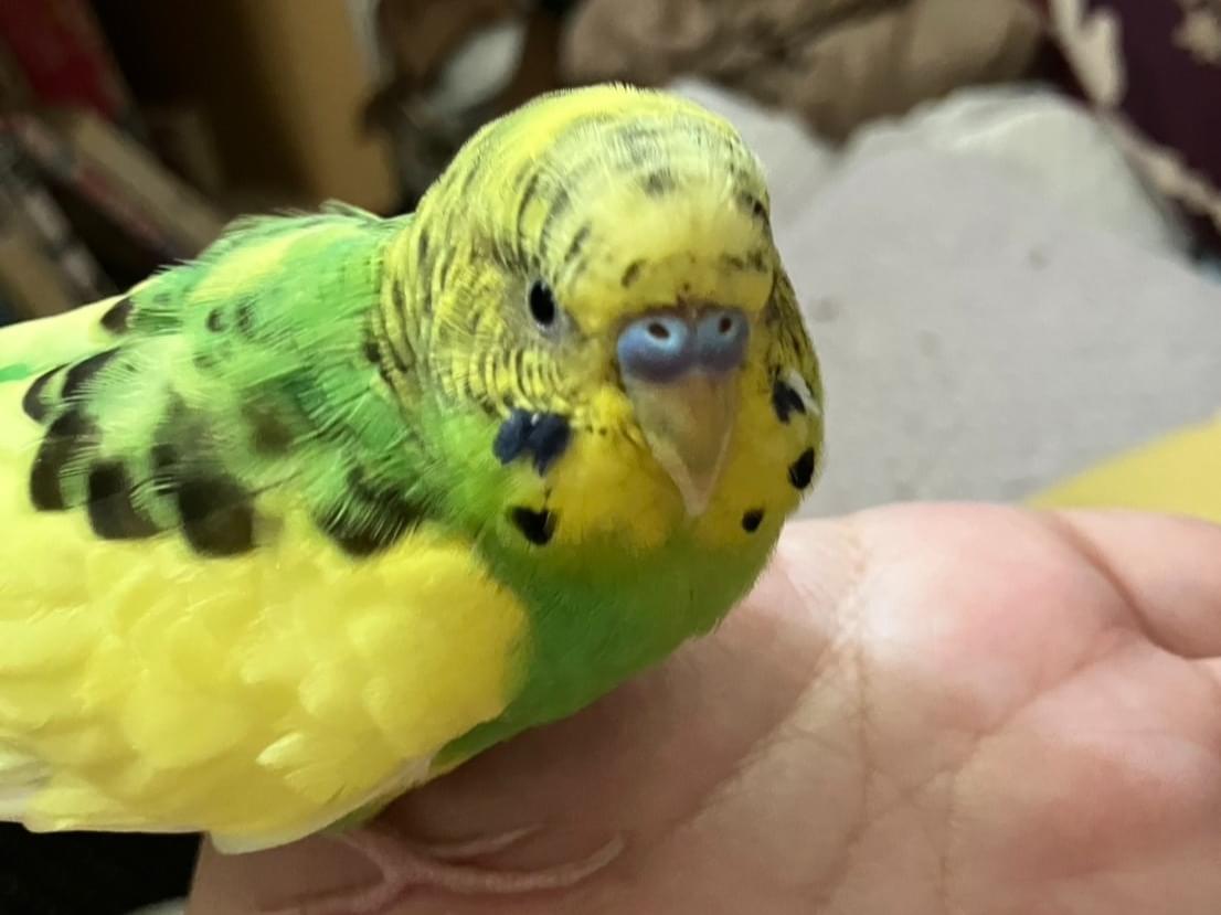保護された鳥 保護された鳥