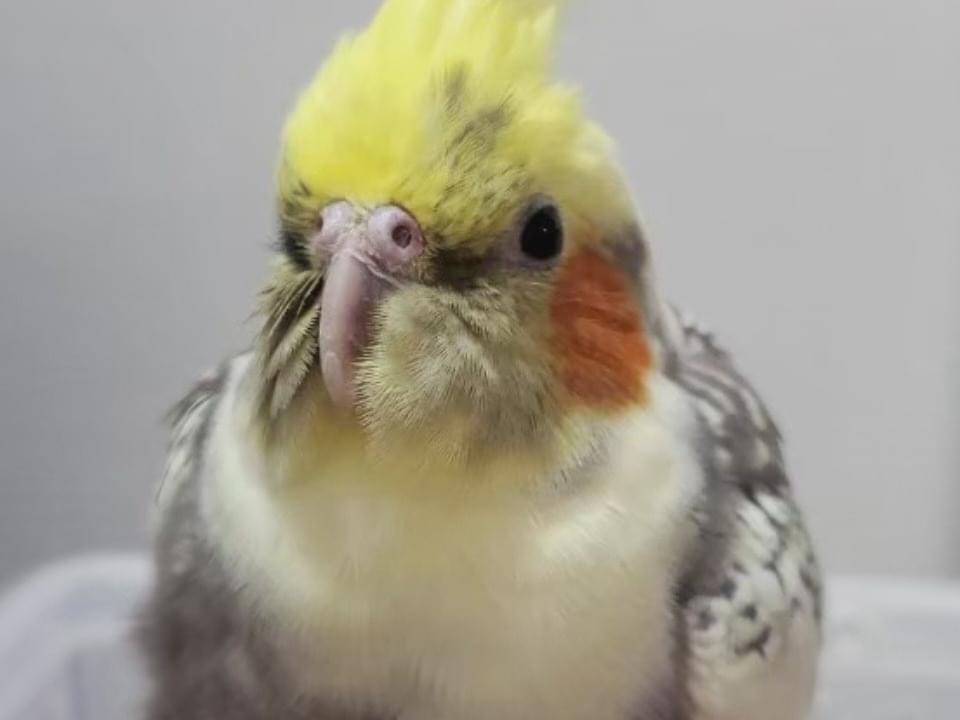 ぷーちゃん ぷーちゃん