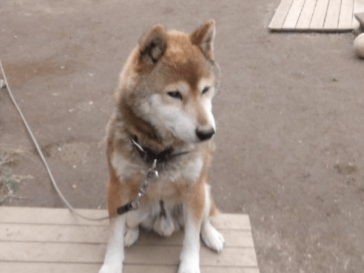 ココちゃん ココちゃん