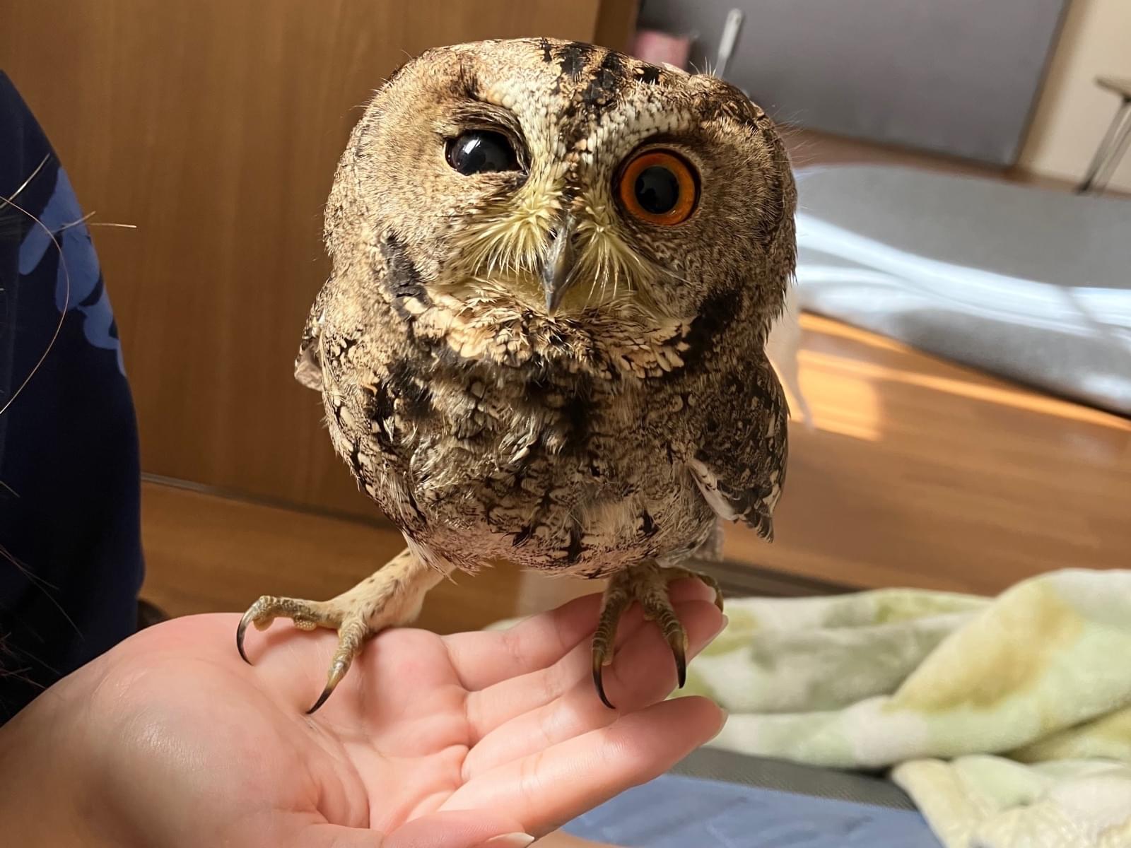 保護された鳥 保護された鳥