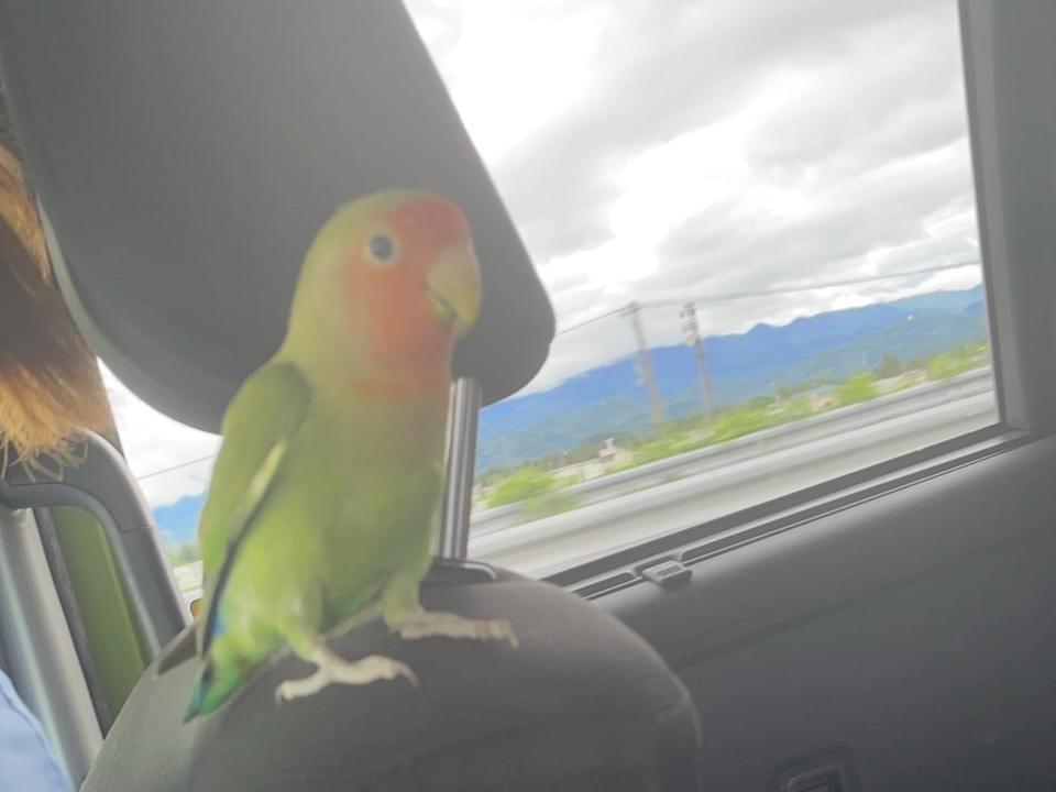 ぽんちゃん ぽんちゃん