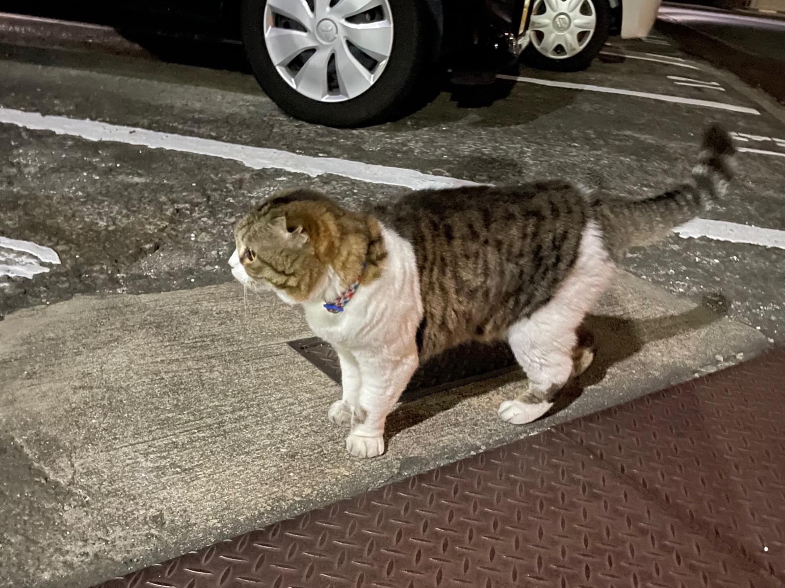 目撃された猫 目撃された猫