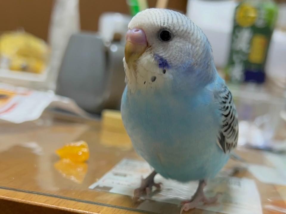 ミブちゃん ミブちゃん