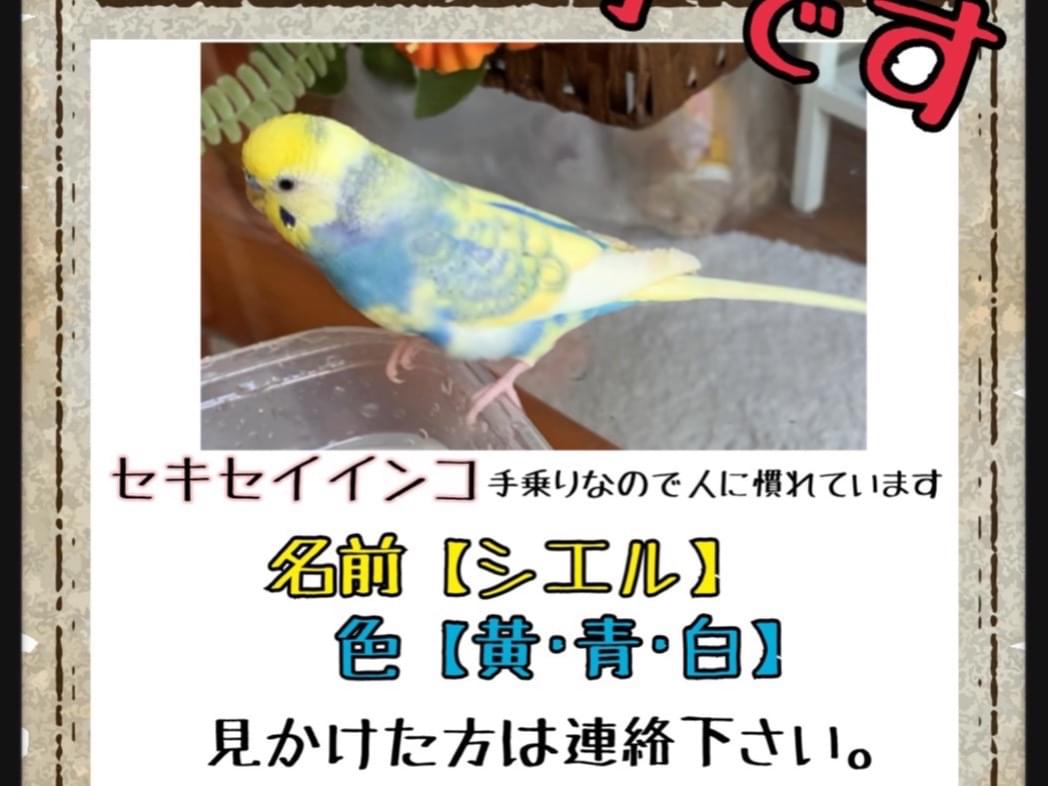 シエルちゃん シエルちゃん