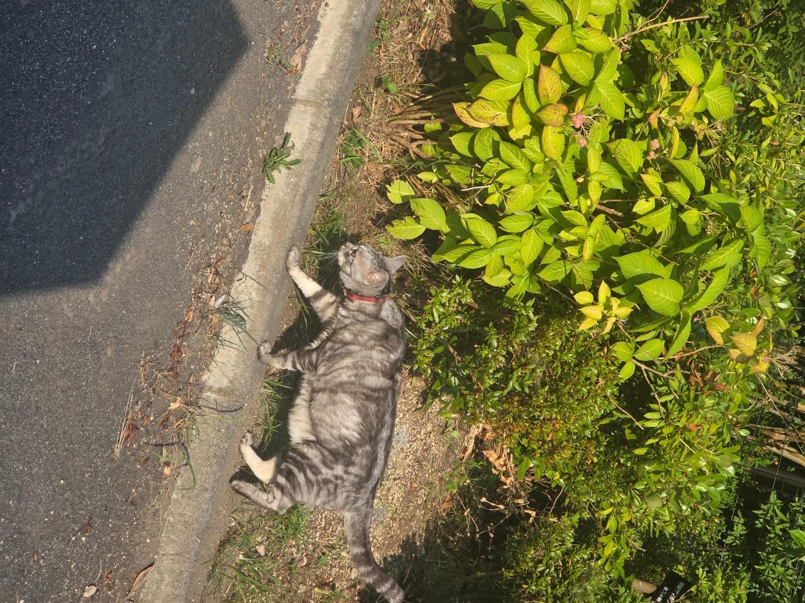 目撃された猫 目撃された猫