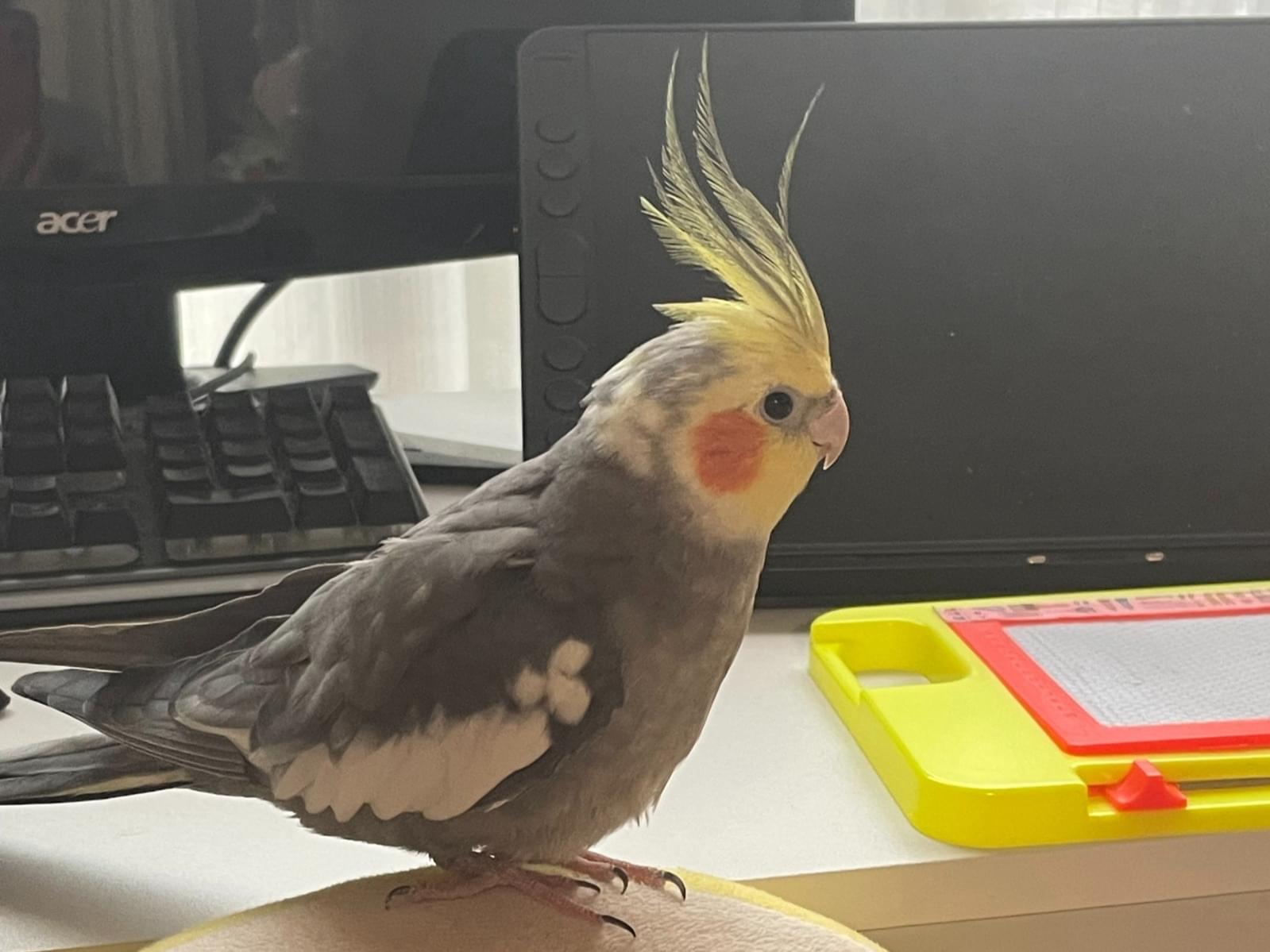 こふくちゃん こふくちゃん
