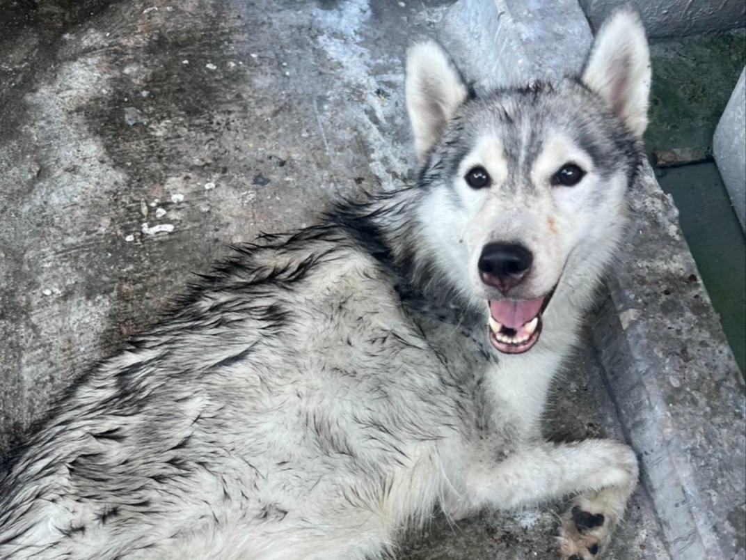 保護された犬