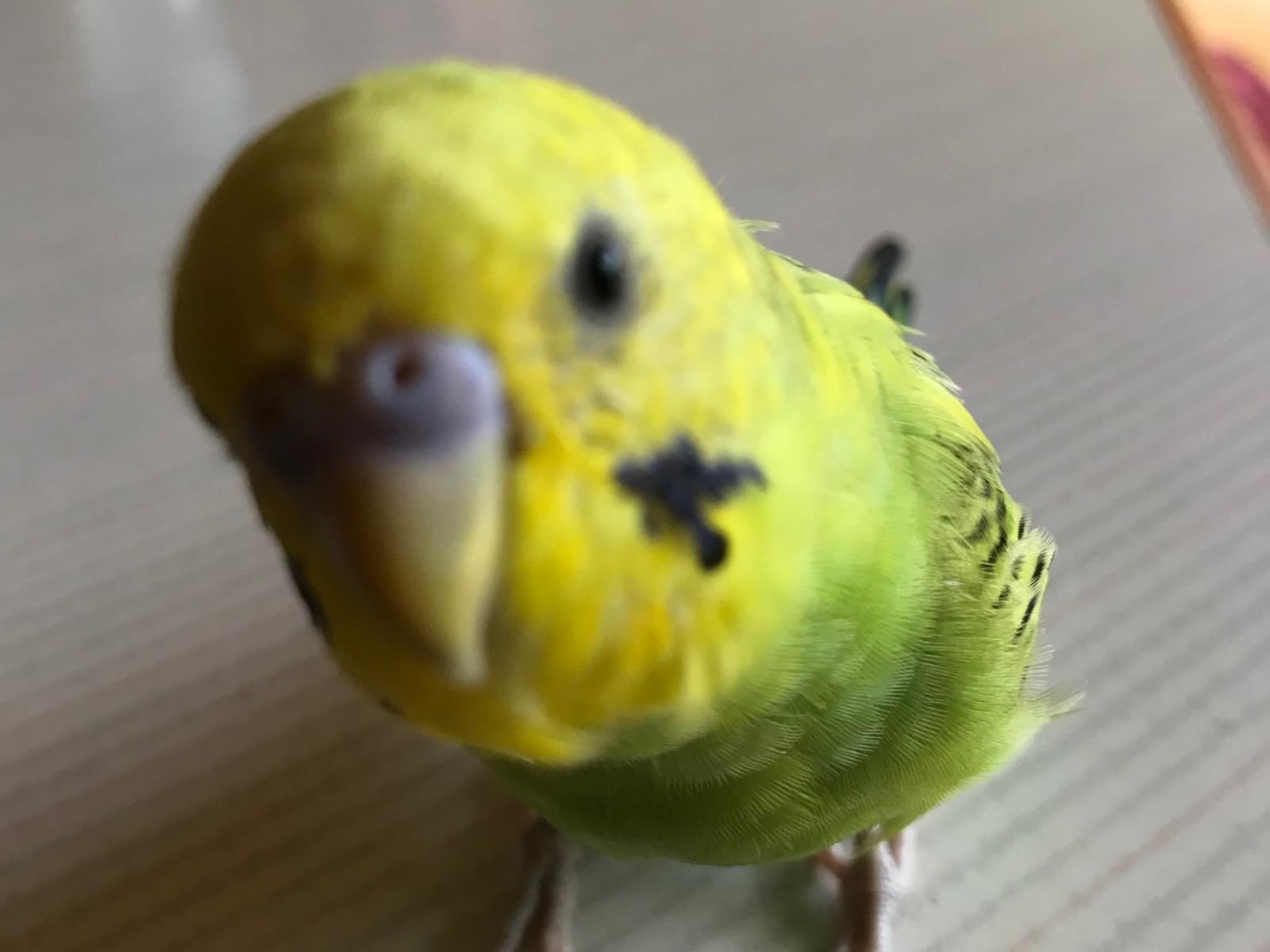 ぴいこちゃん ぴいこちゃん
