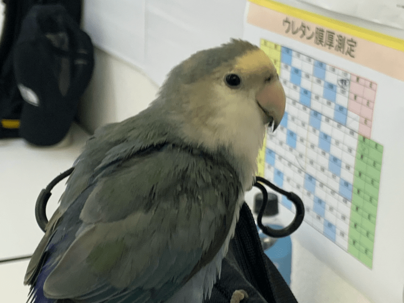 保護された鳥