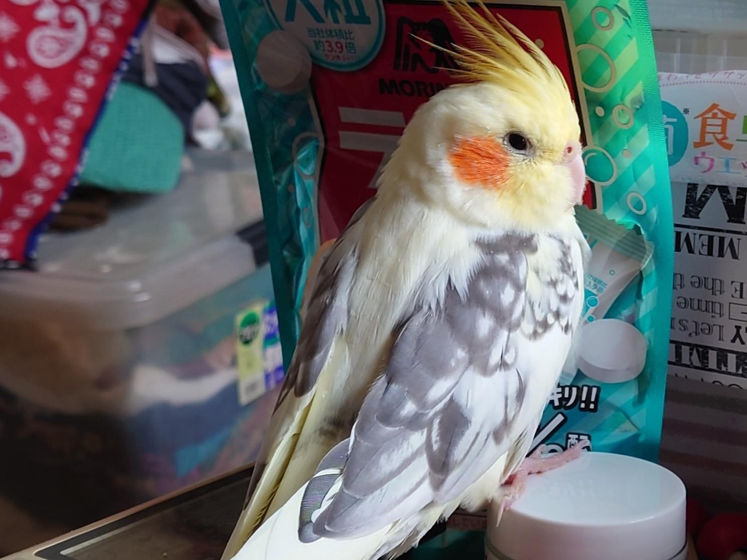 ハリーちゃん ハリーちゃん