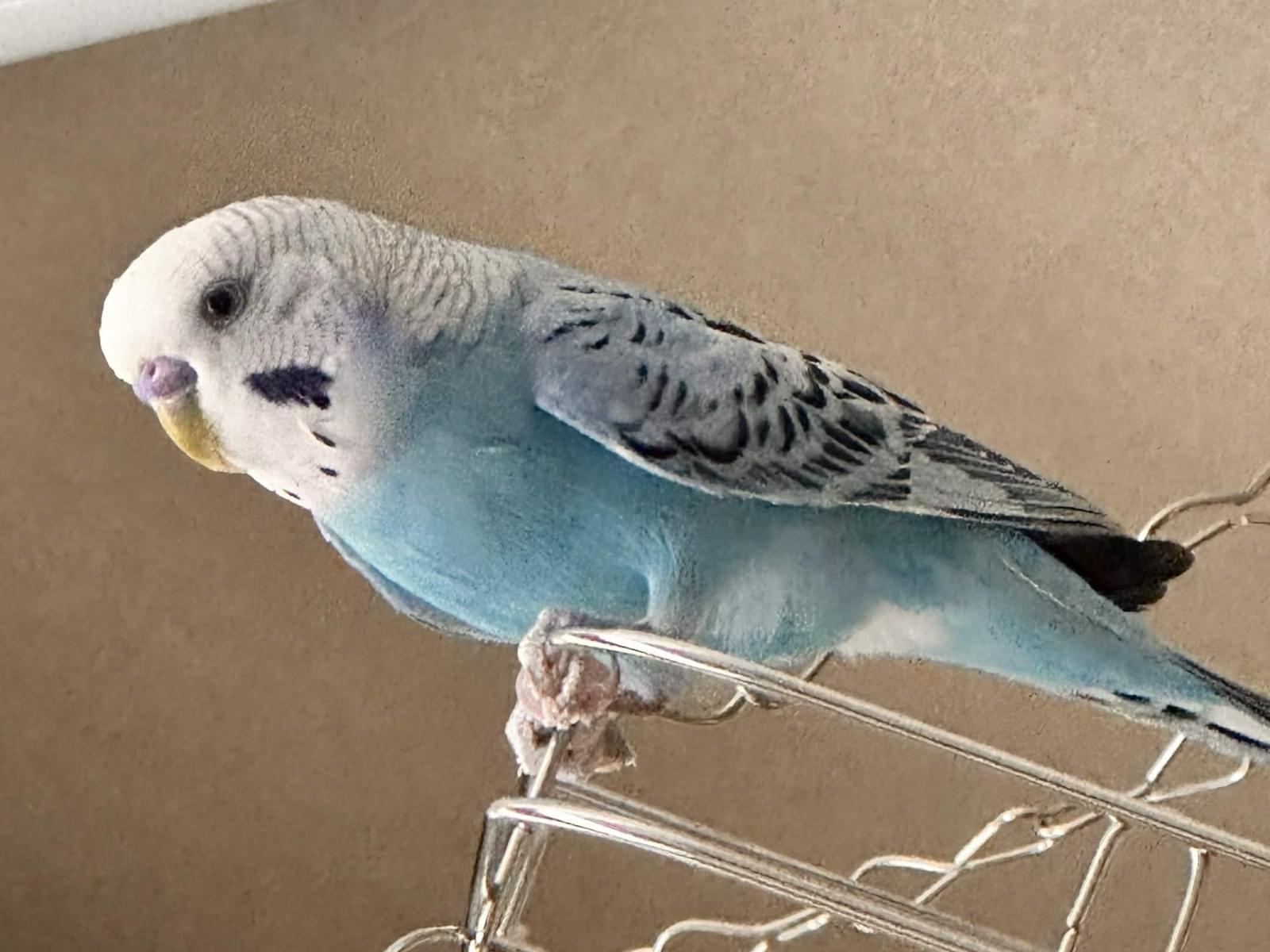 さかなちゃん