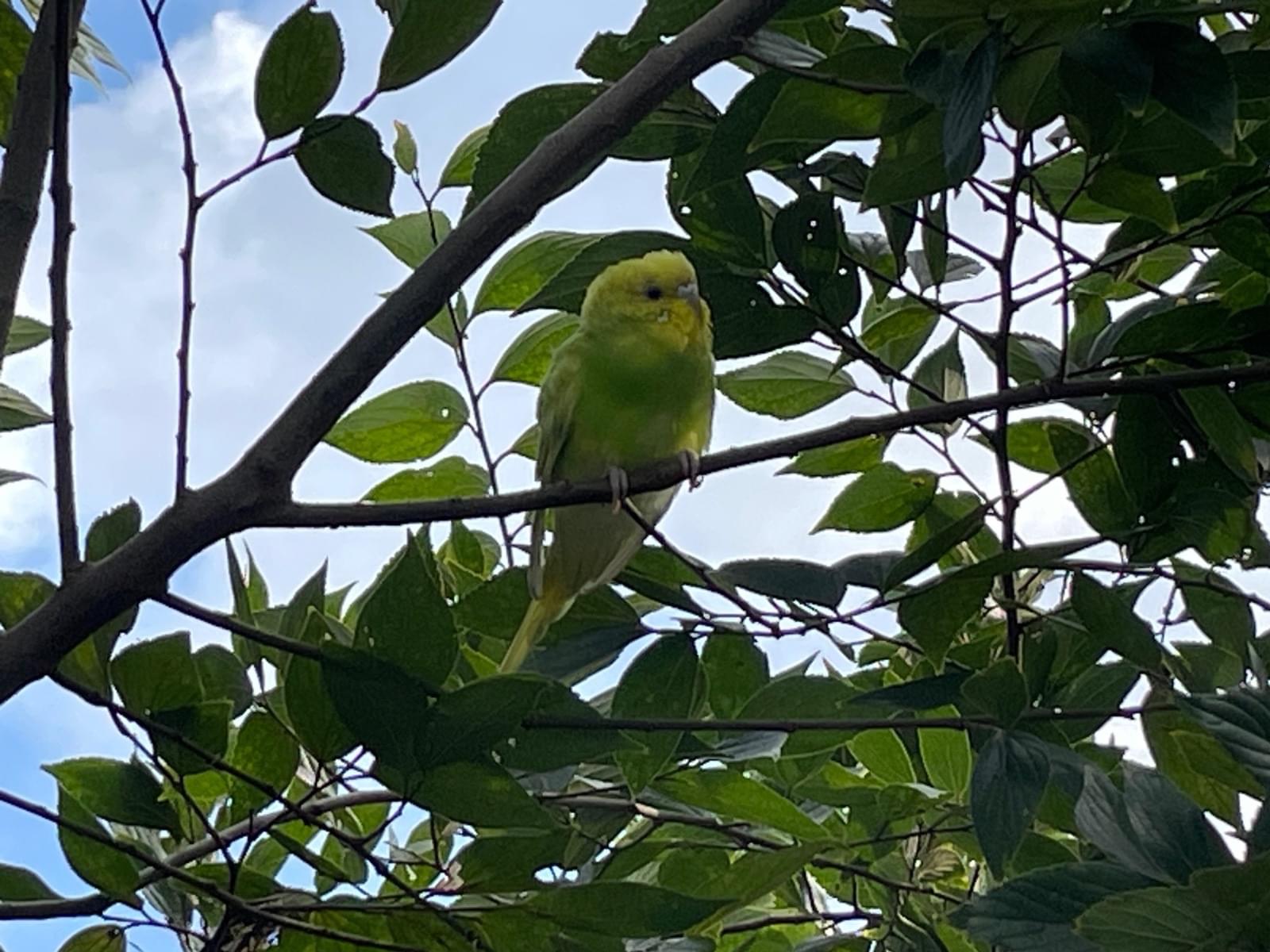 目撃された鳥 目撃された鳥