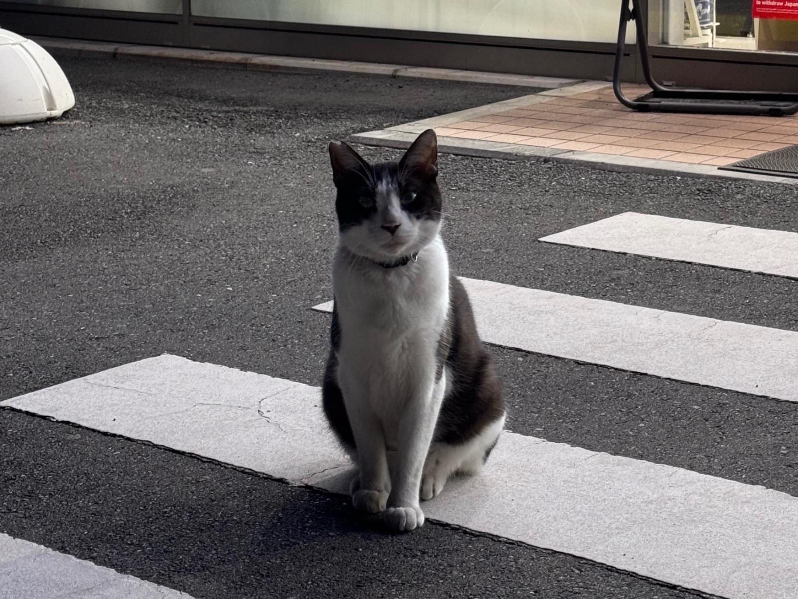 目撃された猫 目撃された猫
