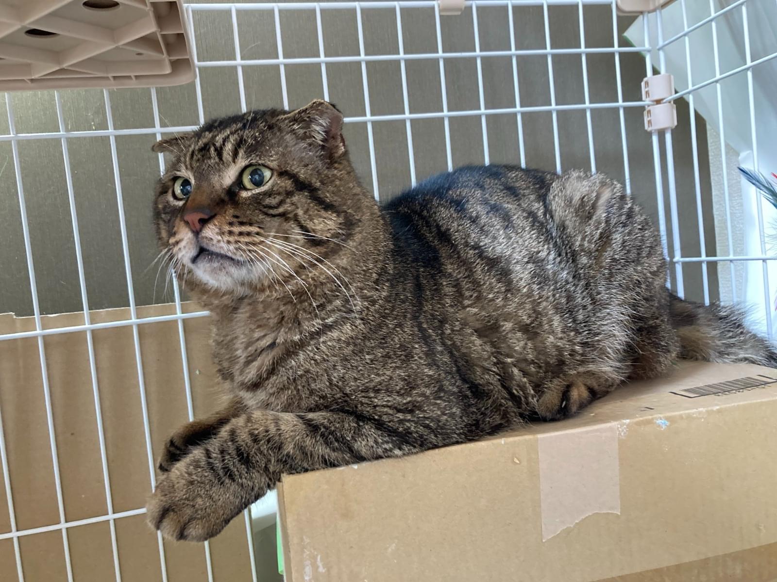 保護された猫