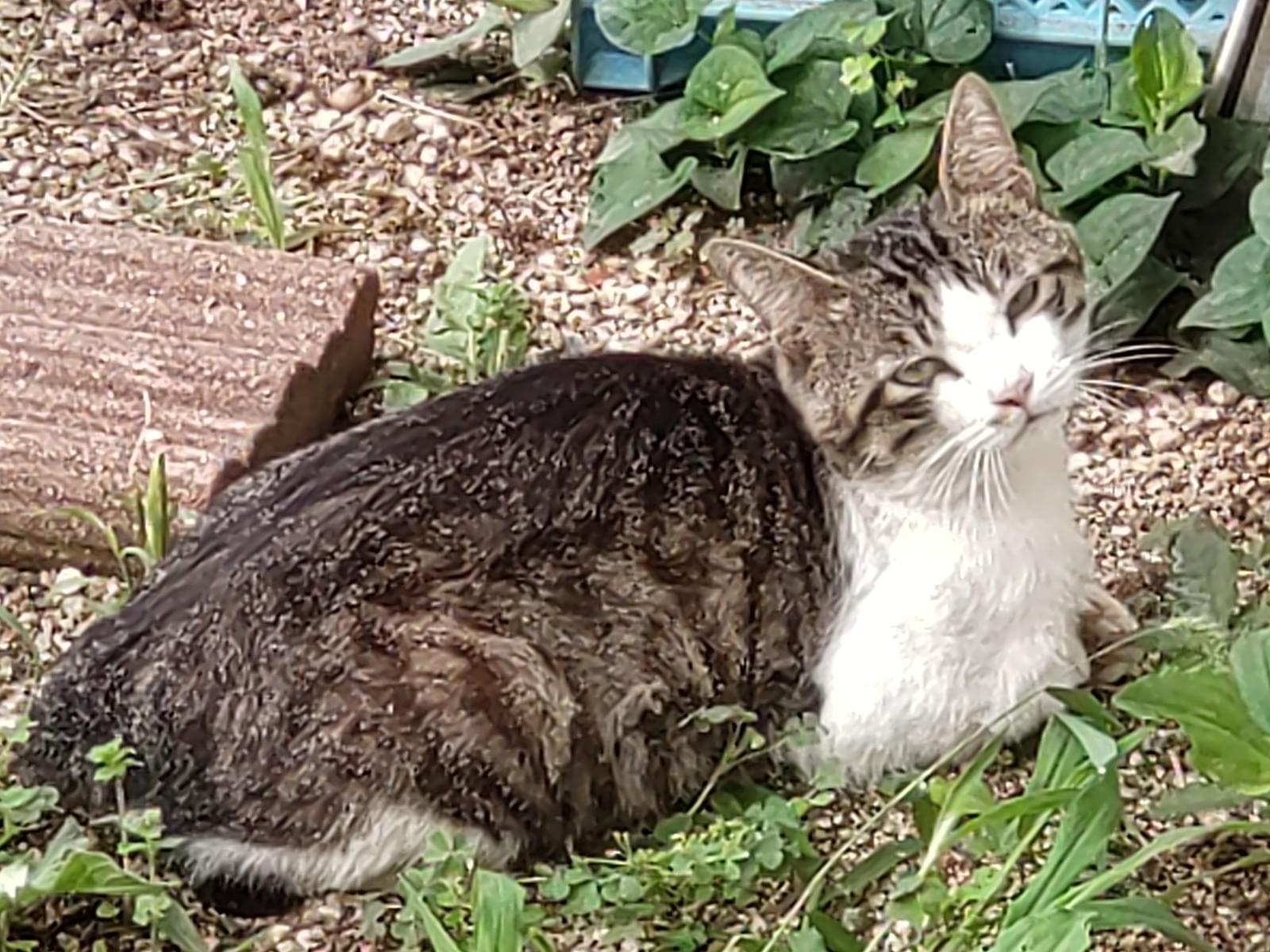 目撃された猫 目撃された猫