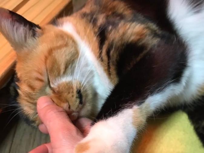 にゃあちゃん にゃあちゃん