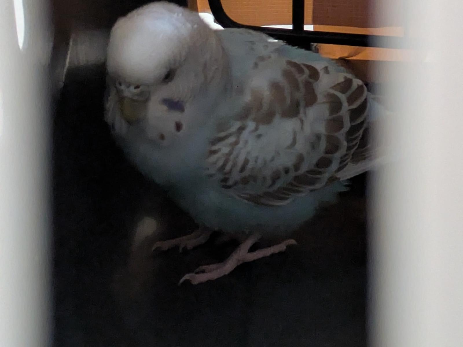保護された鳥