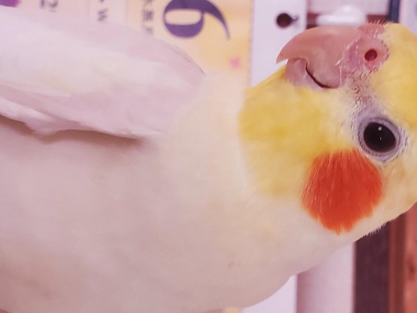 ほっぺちゃん ほっぺちゃん