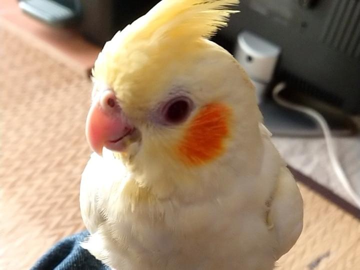 シロちゃん シロちゃん