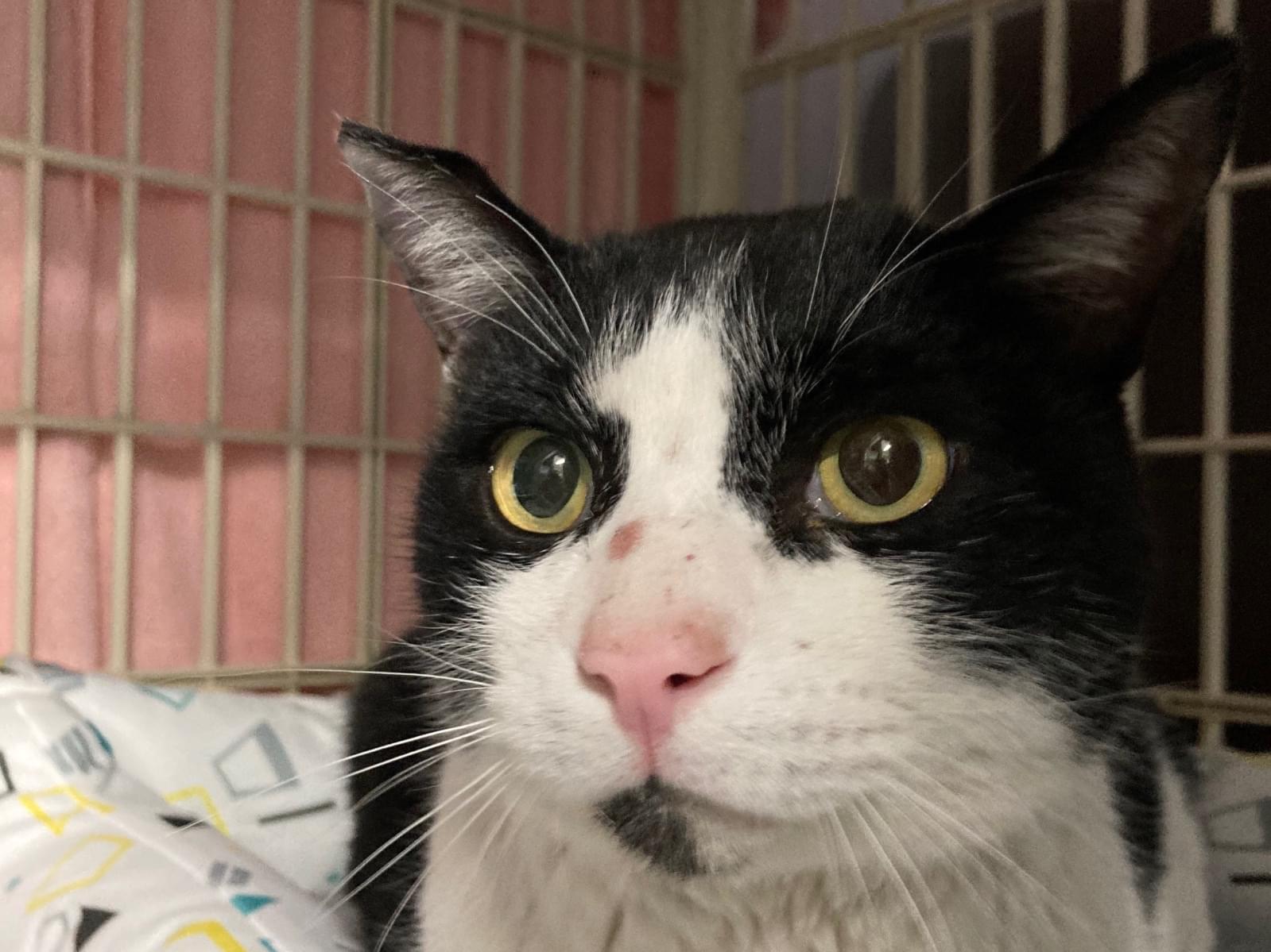 保護された猫 保護された猫