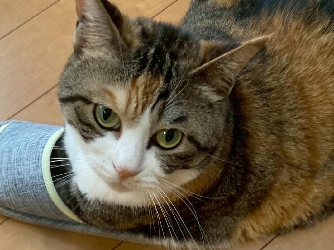 ムクちゃん ムクちゃん