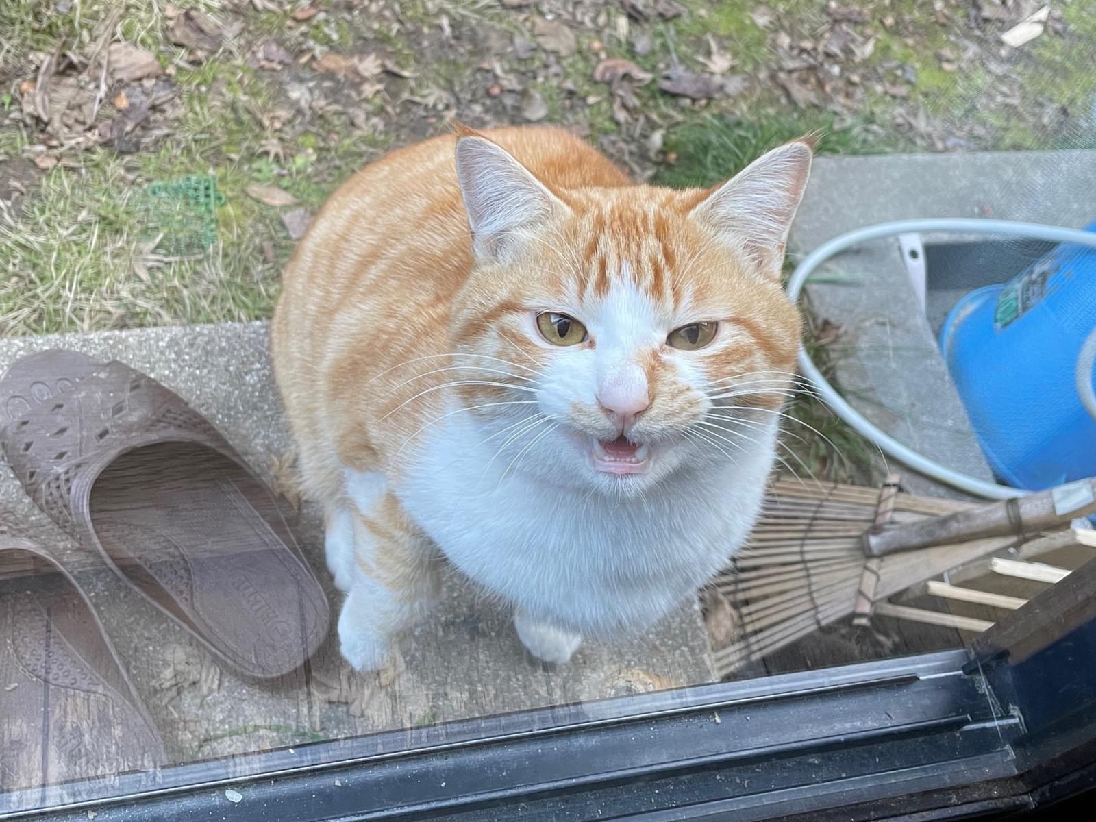 目撃された猫 目撃された猫