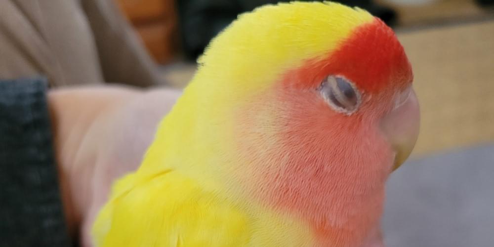 黄色の小桜インコを探しています。