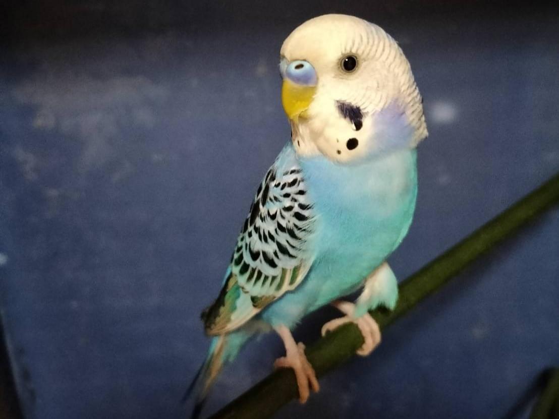 保護された鳥 保護された鳥