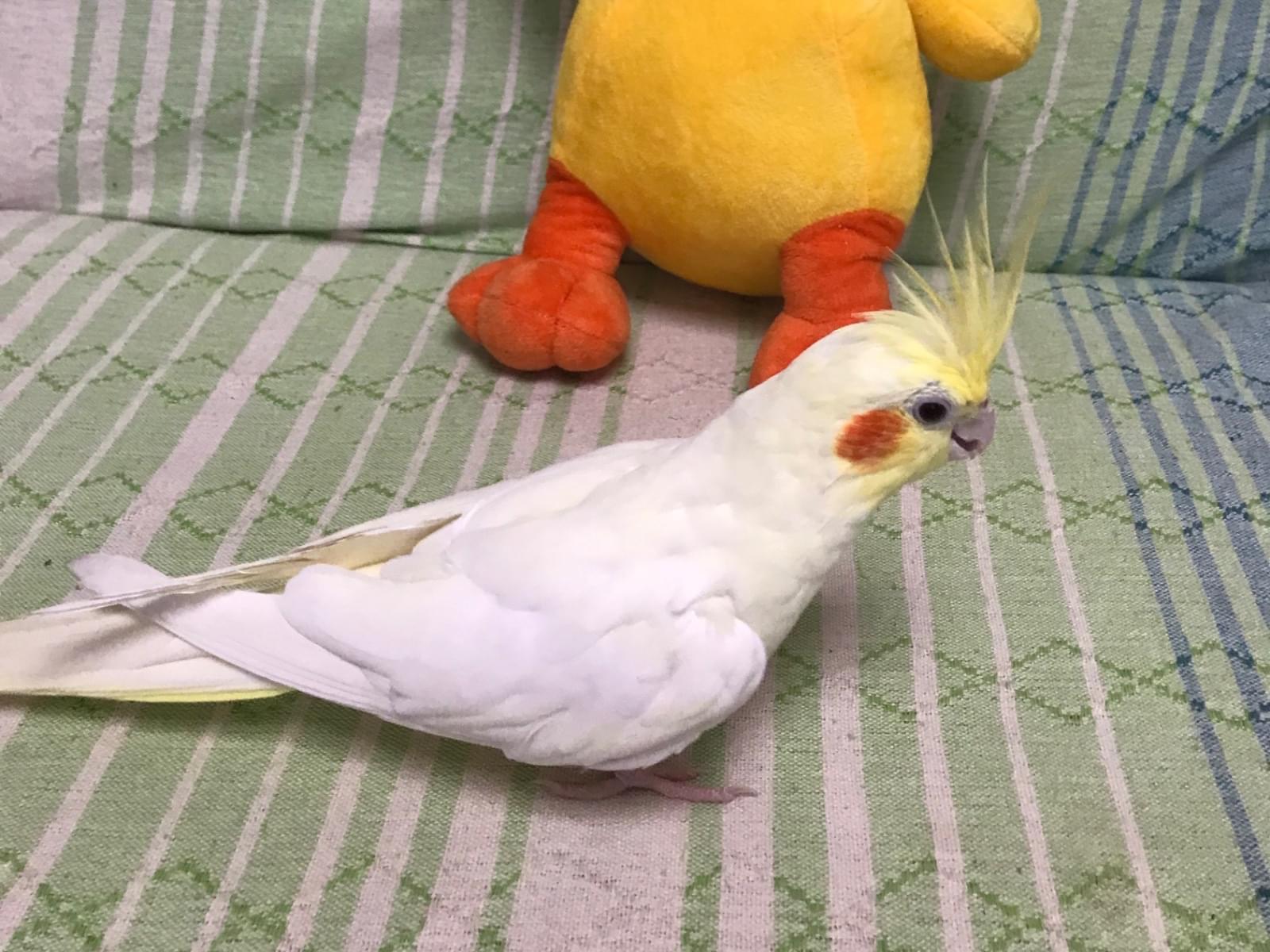 じゅうじゅうちゃん じゅうじゅうちゃん