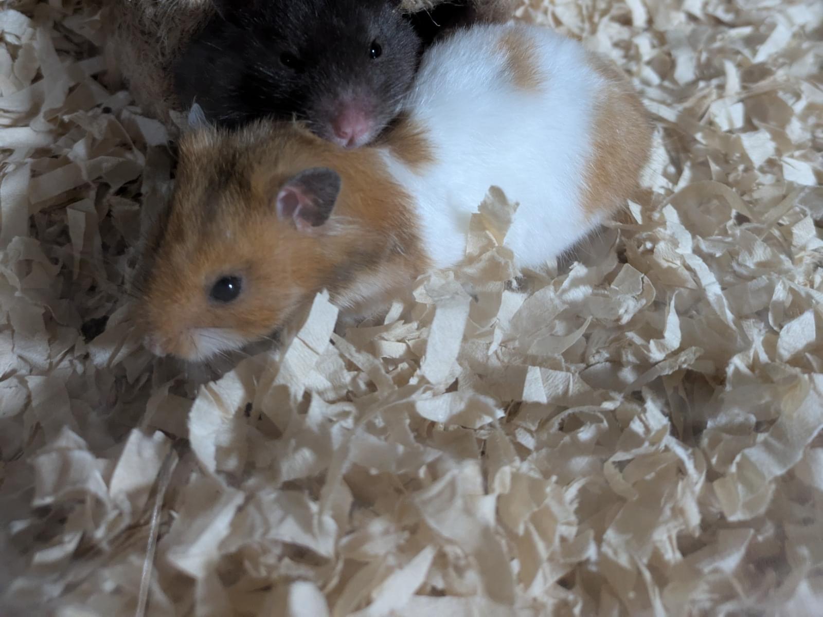 たぷちゃん たぷちゃん