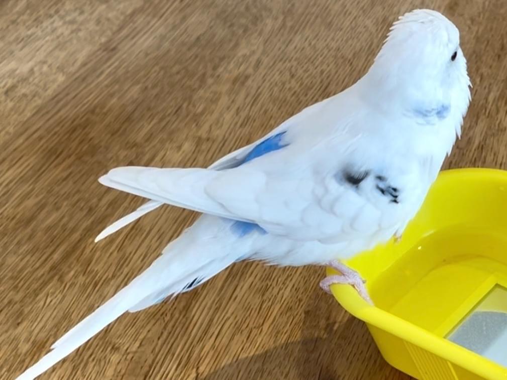 ツピちゃん ツピちゃん