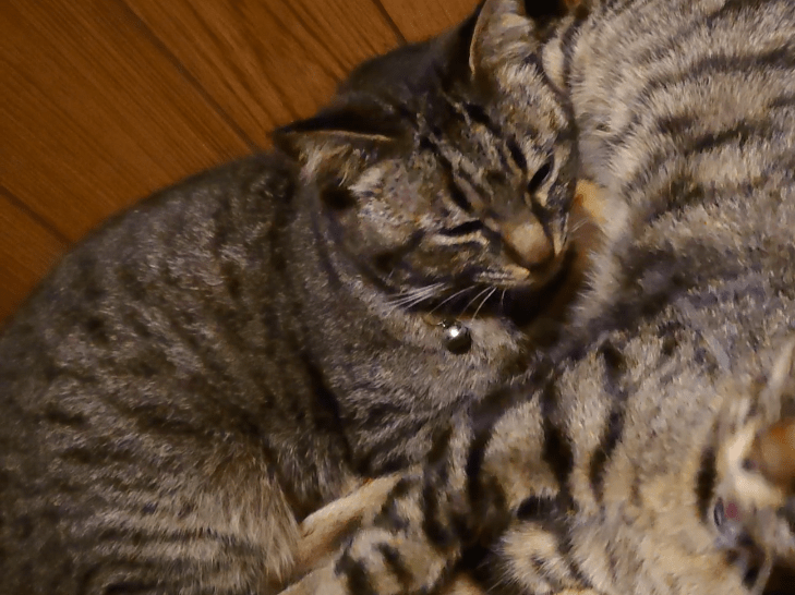 キジトラちゃん キジトラちゃん