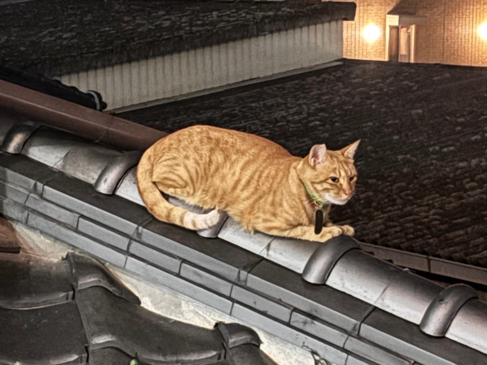 目撃された猫 目撃された猫
