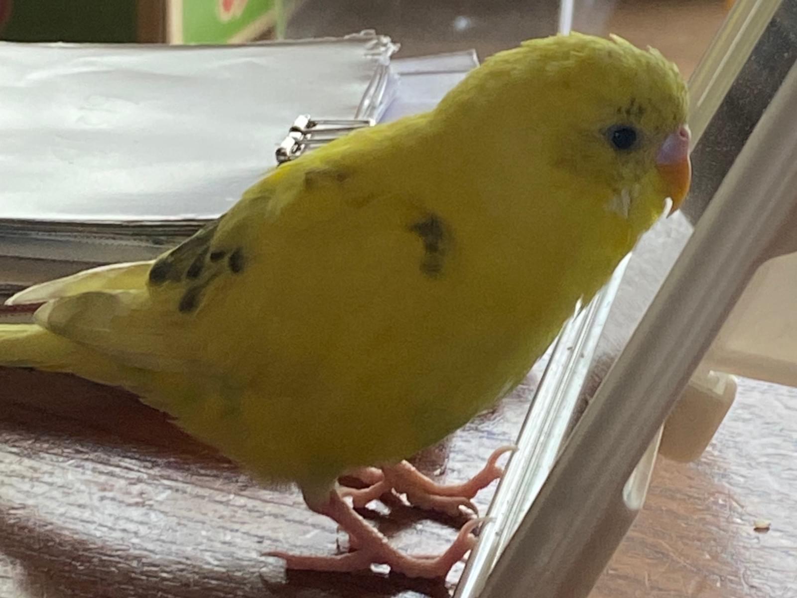 るるちゃん るるちゃん
