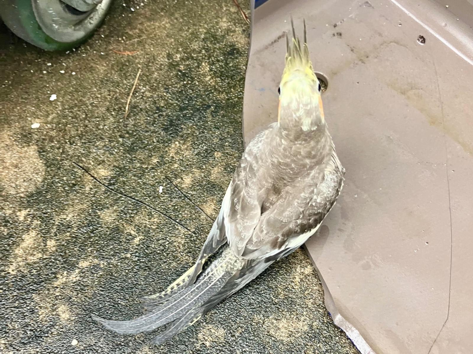 目撃された鳥