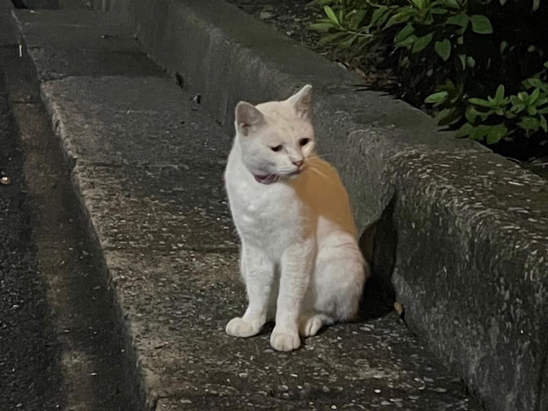 目撃された猫 目撃された猫