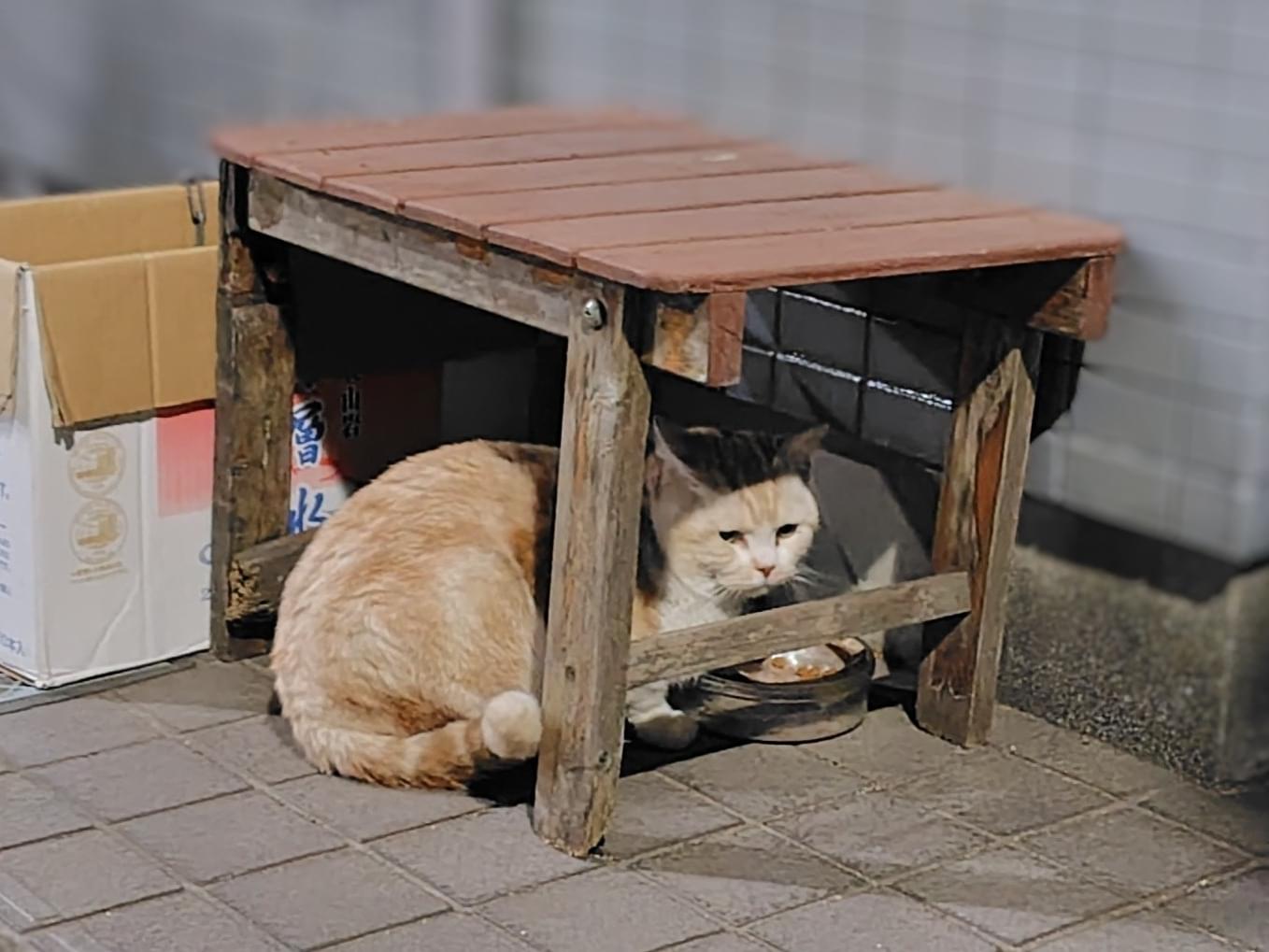 目撃された猫 目撃された猫