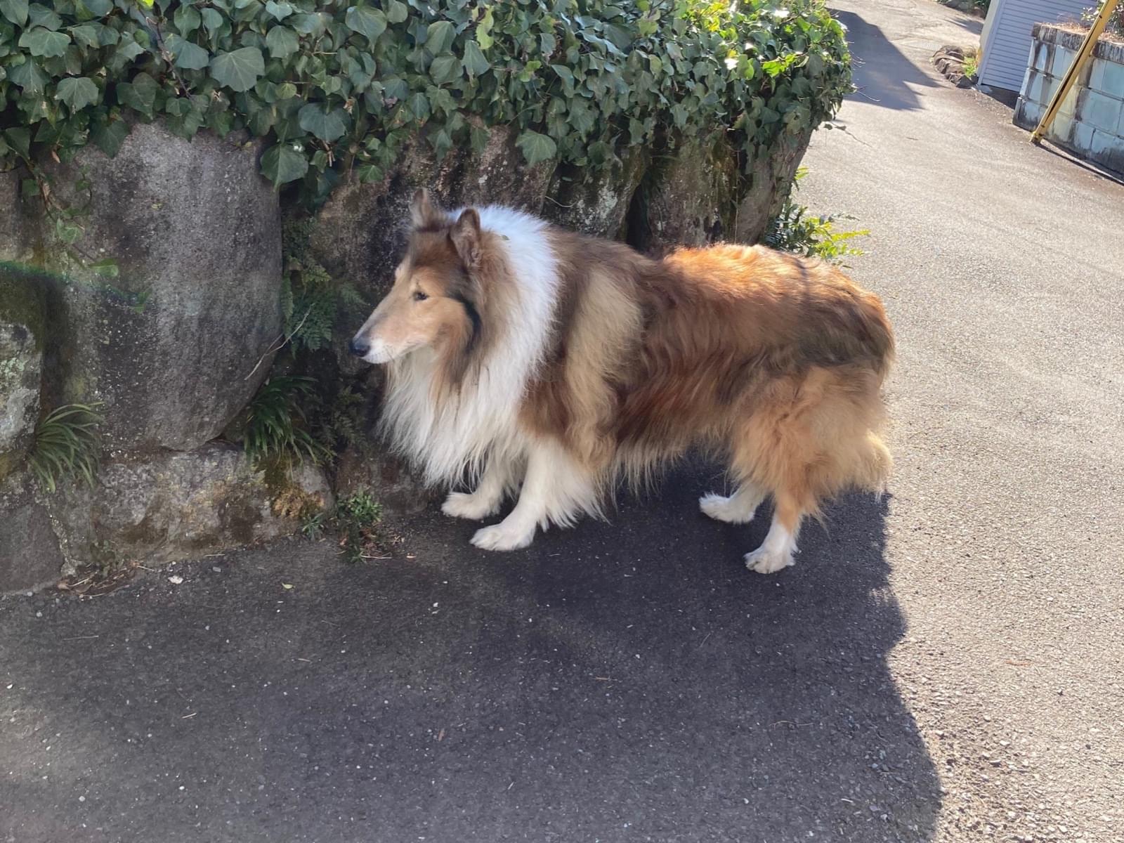 目撃された犬 目撃された犬