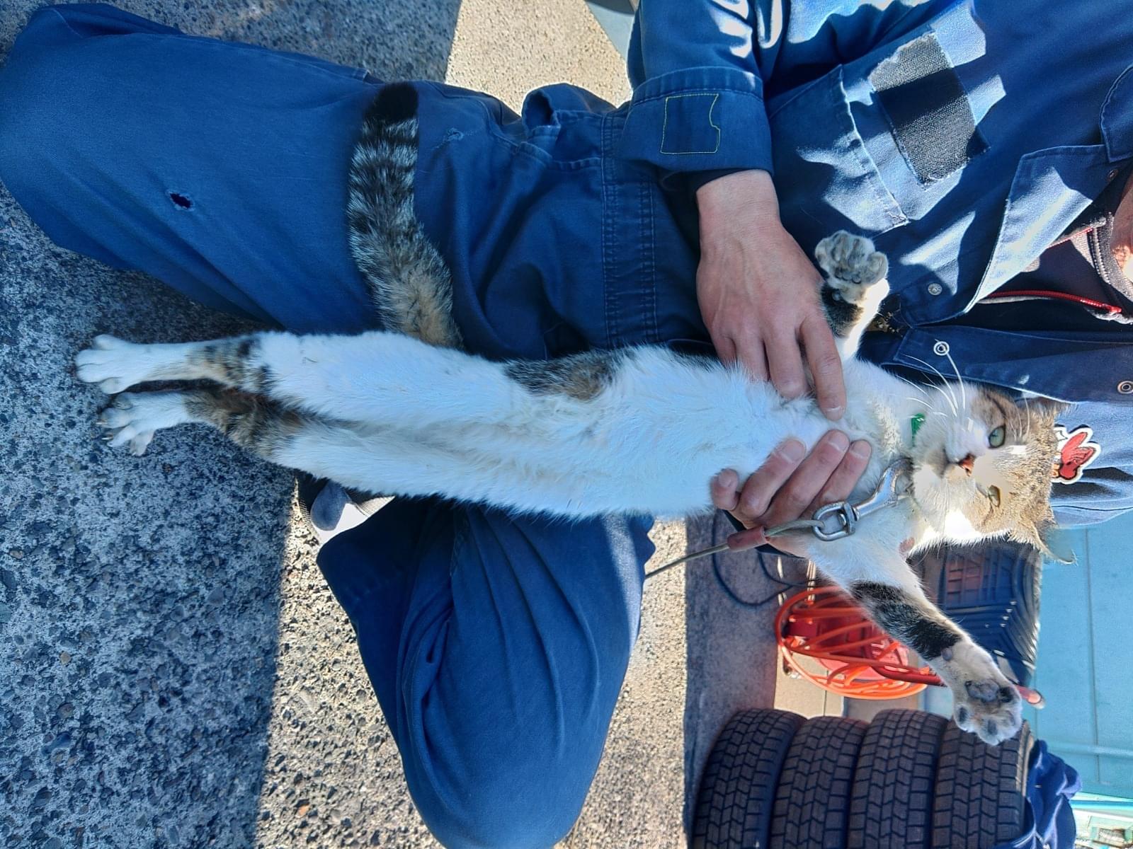 保護された猫 保護された猫