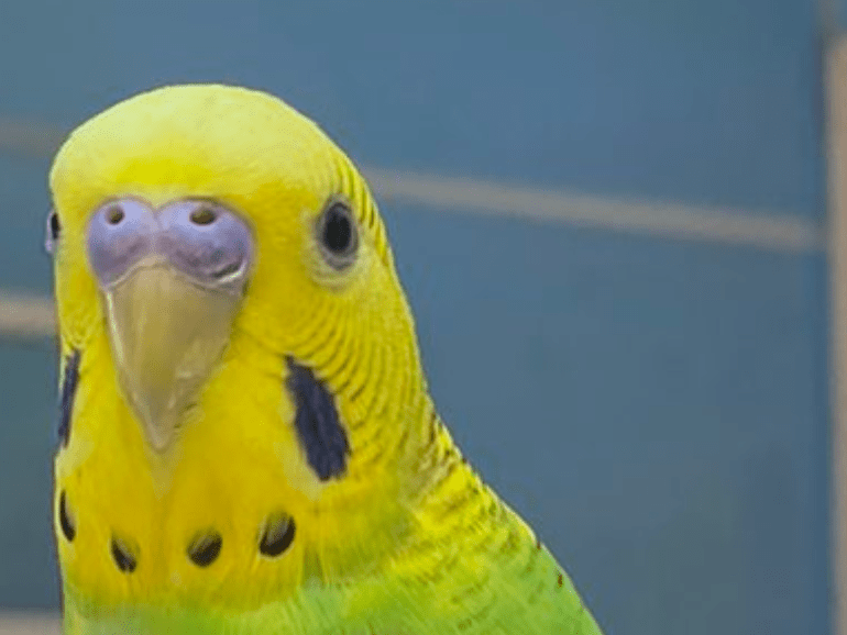 目撃された鳥 目撃された鳥